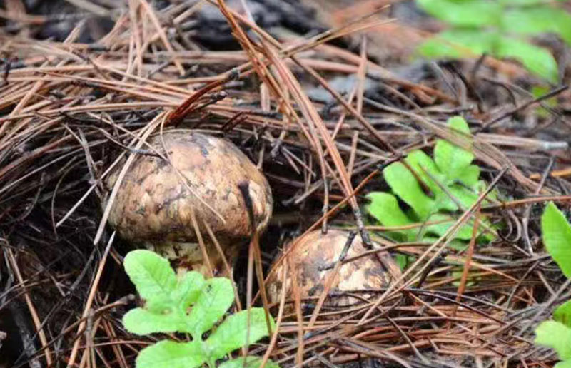 Matsutake